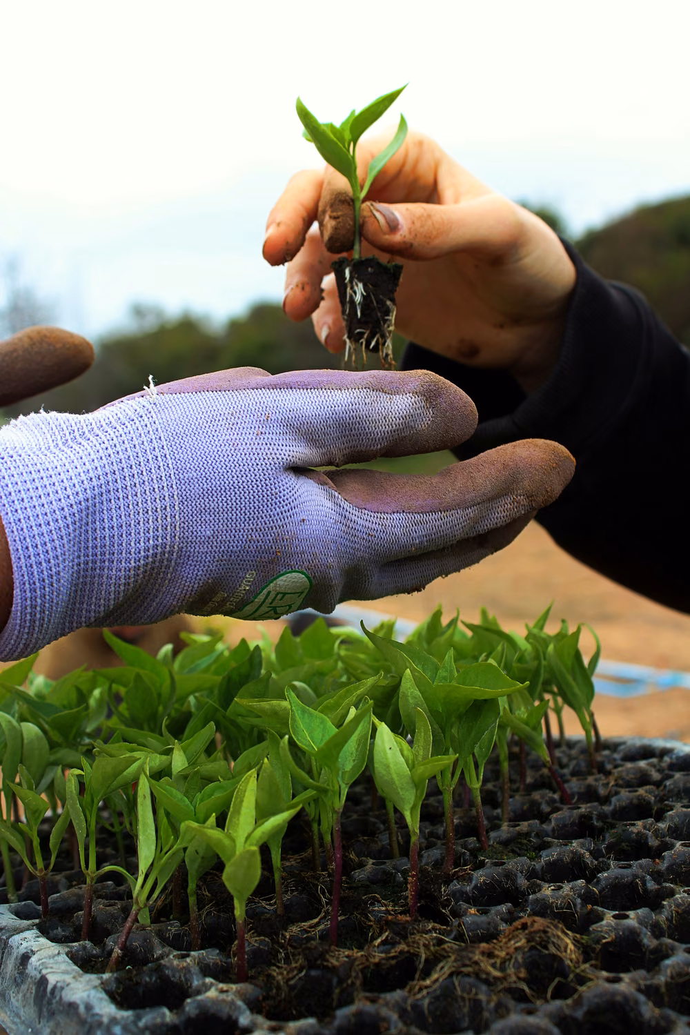 A hand passes a young seedling to a gloved hand, above a tray of seedlings